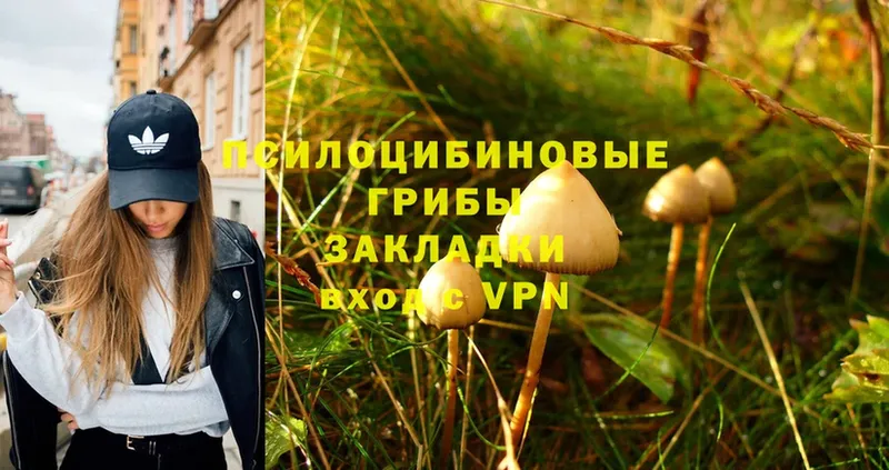 Галлюциногенные грибы Psilocybe  Горняк 